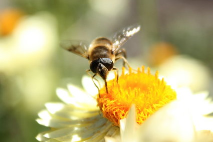 Cały naród ratuje swoje pszczoły. Ich praca jest warta ponad 4 mld zł rocznie