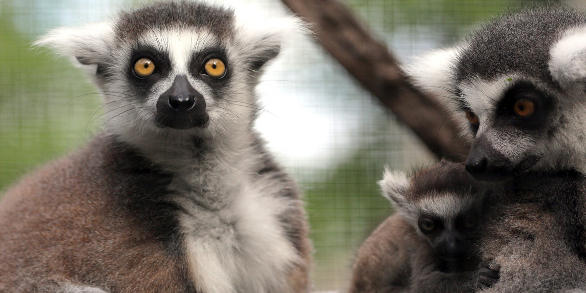 W Łódzkim zoo urodziły się lemury