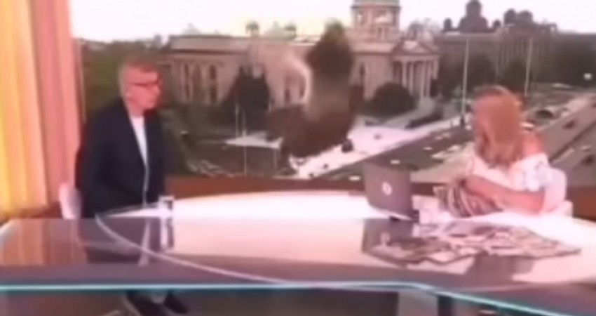 Bojana Ristivojević i situacija sa golubom