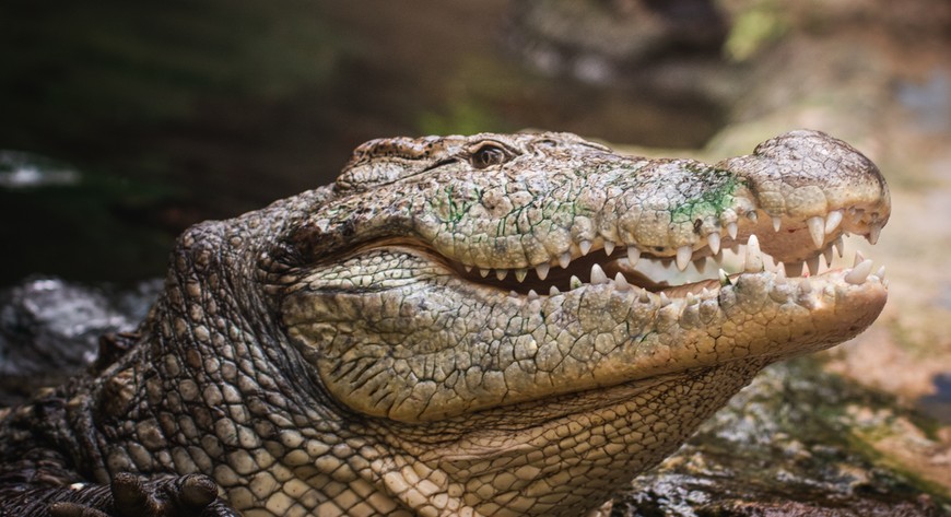To jeden z najstarszych mieszkańców zoo