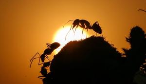 Silhouettes of ants are seen on a flower during sunset in Turkey's on July 17, 2018.