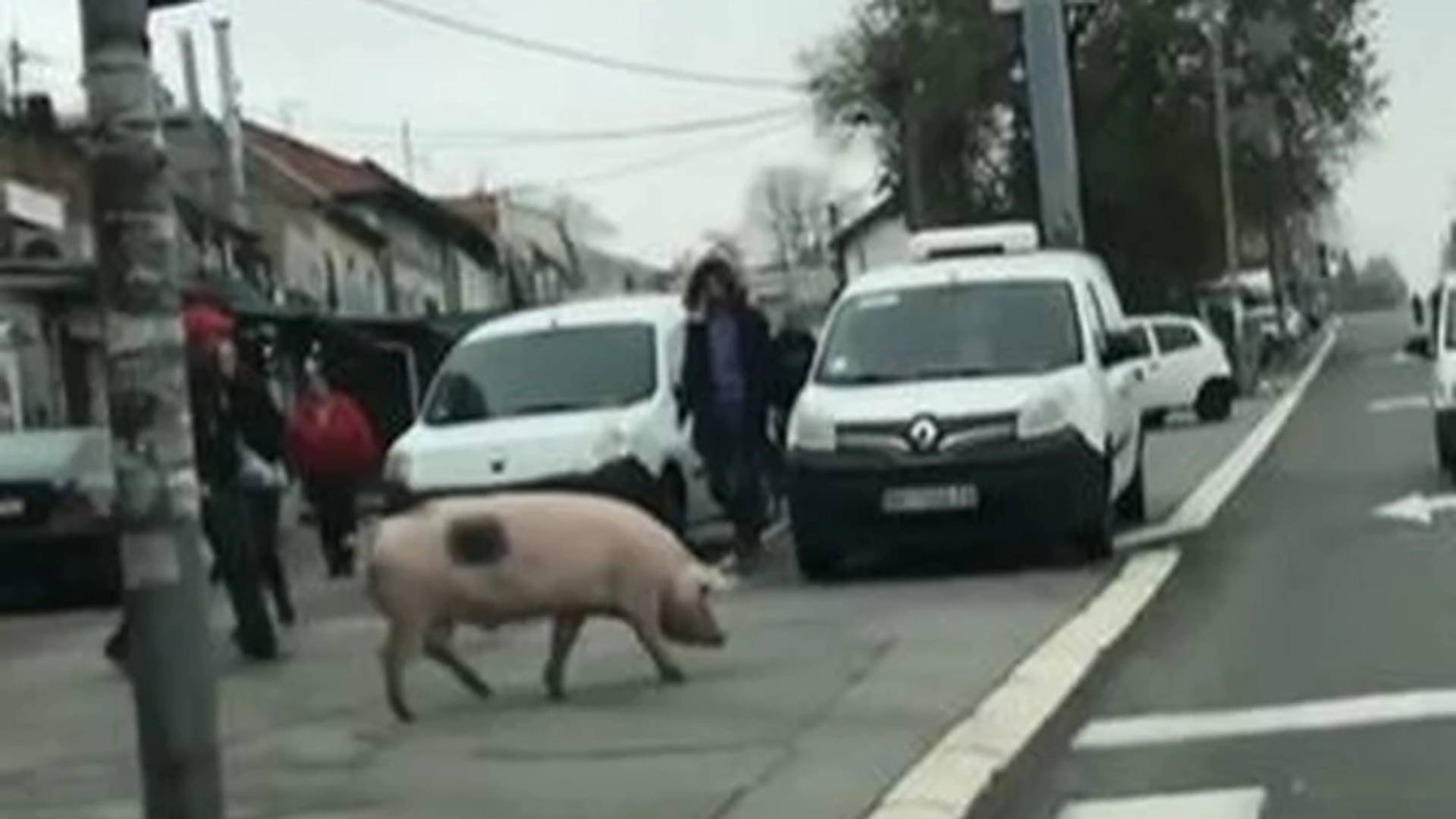 Izgubljeni kućni ljubimac ili samo regularni vikend - svinja se prošetala Karaburmom