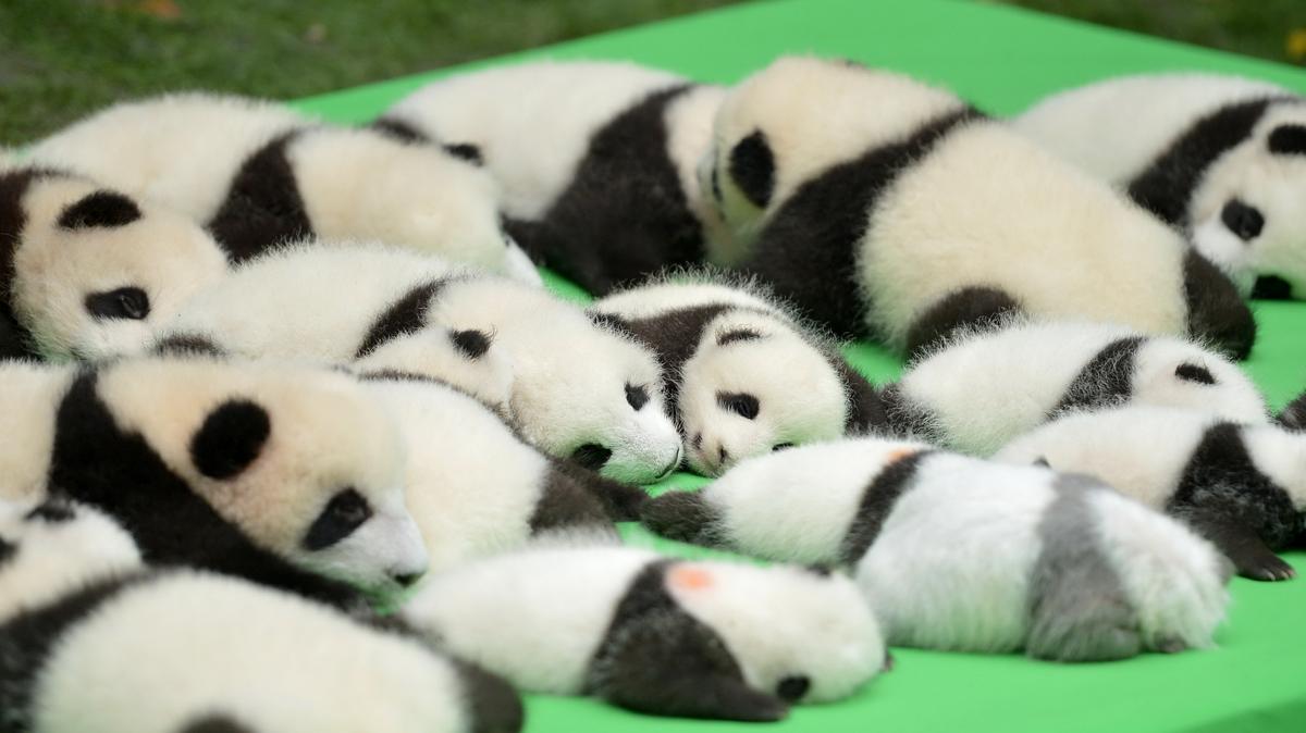 Ez már őrület! Hogy lehet ennyire cuki 23 pici panda? - Fotók - Blikk