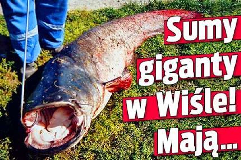 Sumy-giganty w Wiśle! Mają...