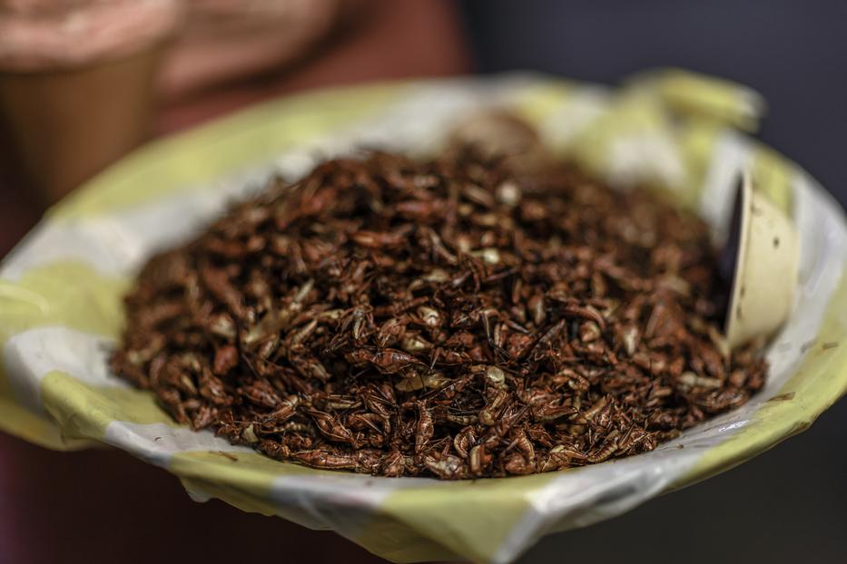 „Készüljünk fel lelkileg, testileg, hogy fogunk rovarokat enni” – a szakértő szerint ez a jövő fotó: Getty Images