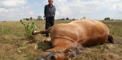 Co się stało na polu? Martwy rolnik, martwy koń!