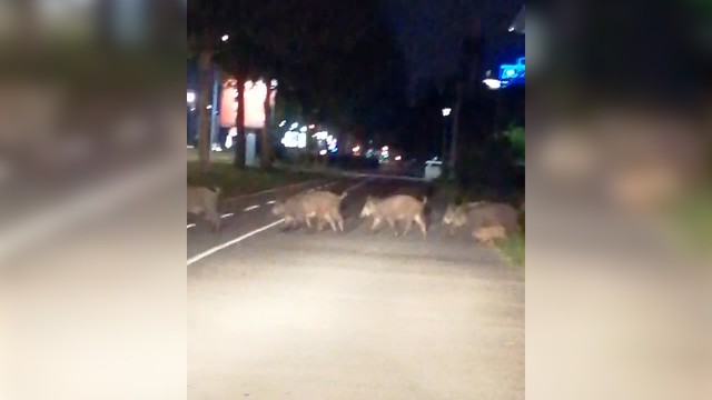 Divlje svinje 30 blok Novi Beograd