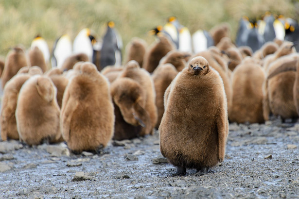 Pisklęta pingwinów