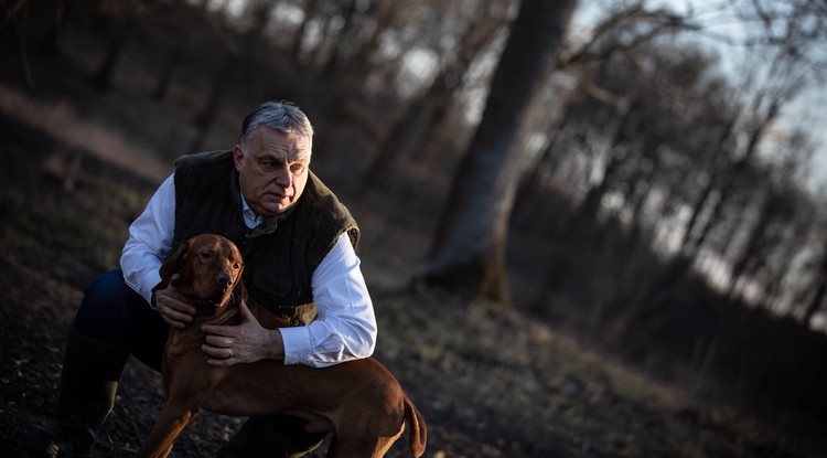 Orbán Viktor és vizslája, Alfi