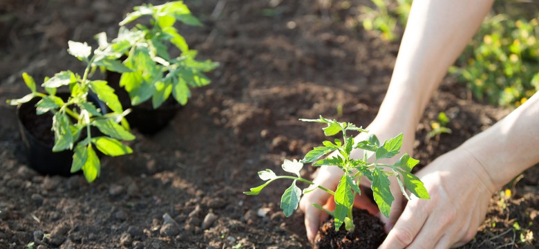 Kiedy i jak sadzić pomidory? Pierwsze terminy już w marcu