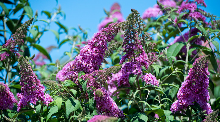 Most kell metszeni a gazdag virágzásért / Fotó: shutterstock