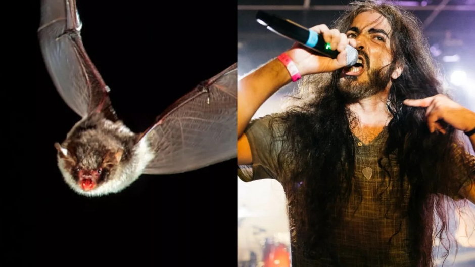 Co łączy nietoperze z wokalistami death metalowymi? fot. Arterra/Jordi Salas/Getty Images