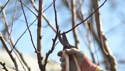 Kiedy przycinać drzewa owocowe? Jak przycinać drzewa owocowe?