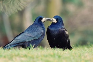 Polskie gawrony na skraju wyginięcia! Ornitolodzy alarmują.