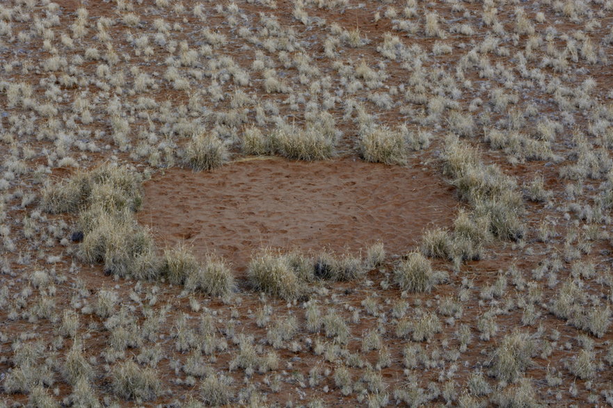 Jałowe kręgi na pustyni Namib. / fot. Michael Nitzschke/Getty Images