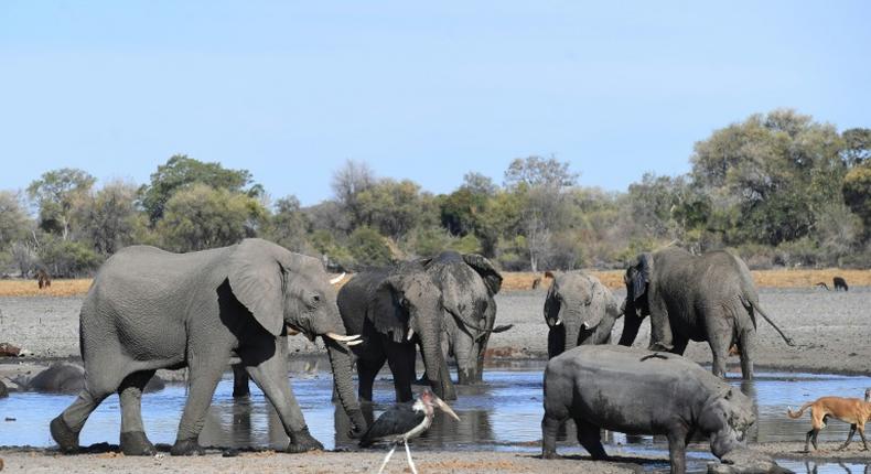 Botswana is home to some 130,000 elephants