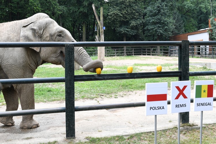Słonica Citta w ogrodzie zoologicznym w Krakowie typuje wynik meczu Polska-Senegal