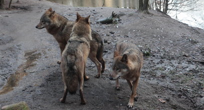 Atak watahy wilków w Sudetach. Polała się krew