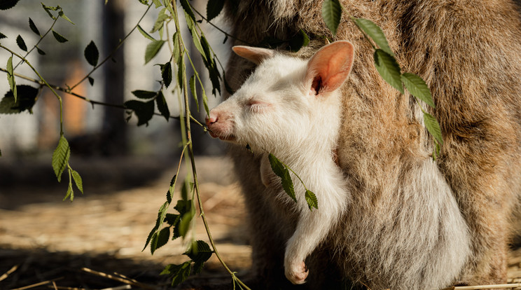 Hihetetlen cuki! Albínó Benett-kenguru született a Vadvirág Majorban / Fotó: Vadvirág Major