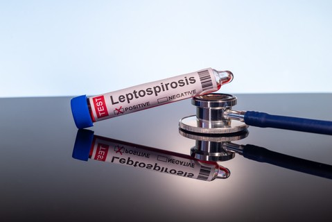 Leptospirózis