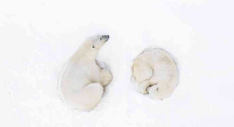 A Polar Romance by Florian LedouxFlorian Ledoux/Siena Drone Photo Awards