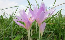 Śmiertelne zagrożenie w lasach. Nadleśnictwo ostrzega przed tą rośliną