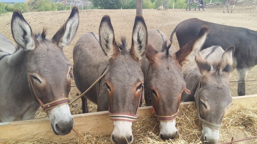 Farma Martinići: Srećni i zadovoljni magarcii