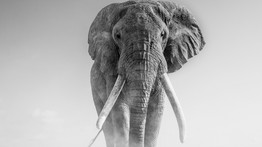 Lenyűgöző fekete-fehér fotókon Afrika vadállatai