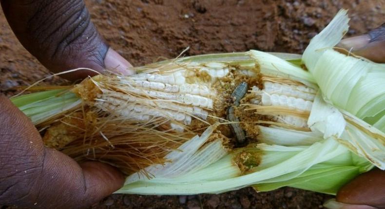 An armyworm caterpillar pictured eating the kernels of a cob of maize in an undated image released by CABI (Centre for Agriculture and Biosciences International) in London on February 6, 2017
