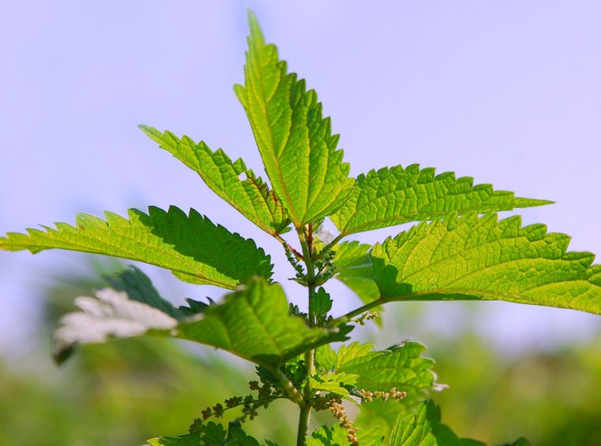 Witaminy na wyciągnięcie ręki