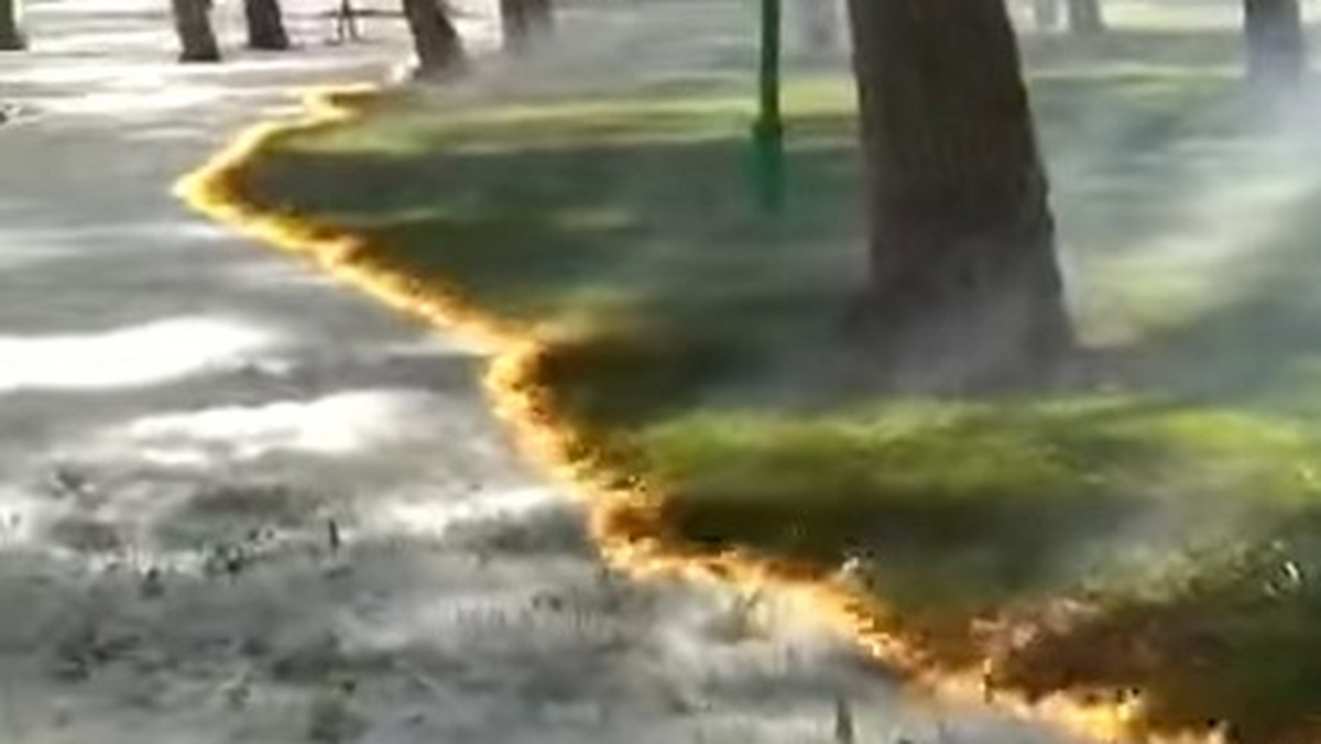 Hiszpania: Surrealny "pożar" w parku. Niezwykłe wideo płonącego puchu topoli