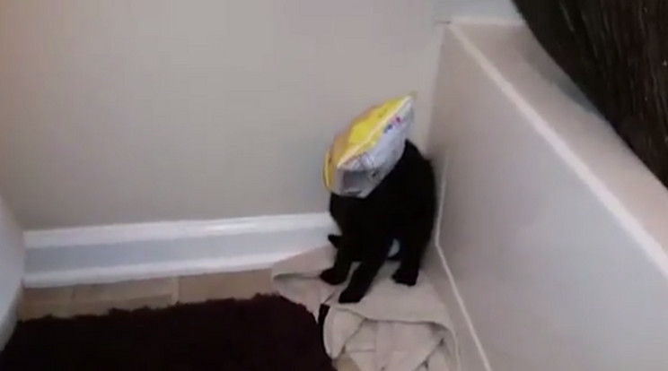 A macska feje beleragadt a zacskóba, miközben kiakarta csenni a chipset