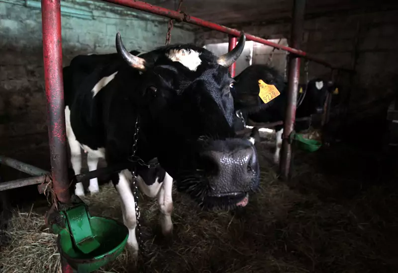 Hodowla krów mlecznych w Polsce