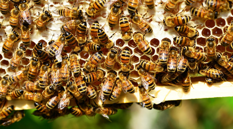 Hivatalosan is tájékoztatták a királyi méheket II. Erzsbet haláláról / Fotó: Pixabay
