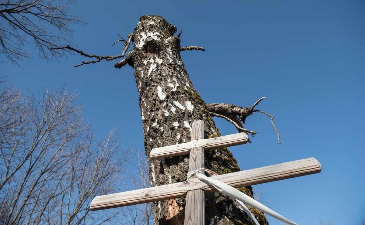 Brzoza, o którą zawadził polski tupolew