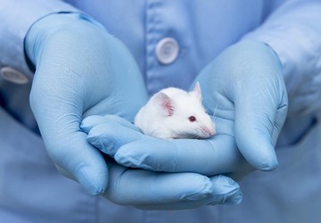A klinikai gyógyszerkísérleteket mindíg sikeres állatkísérletek előzik meg