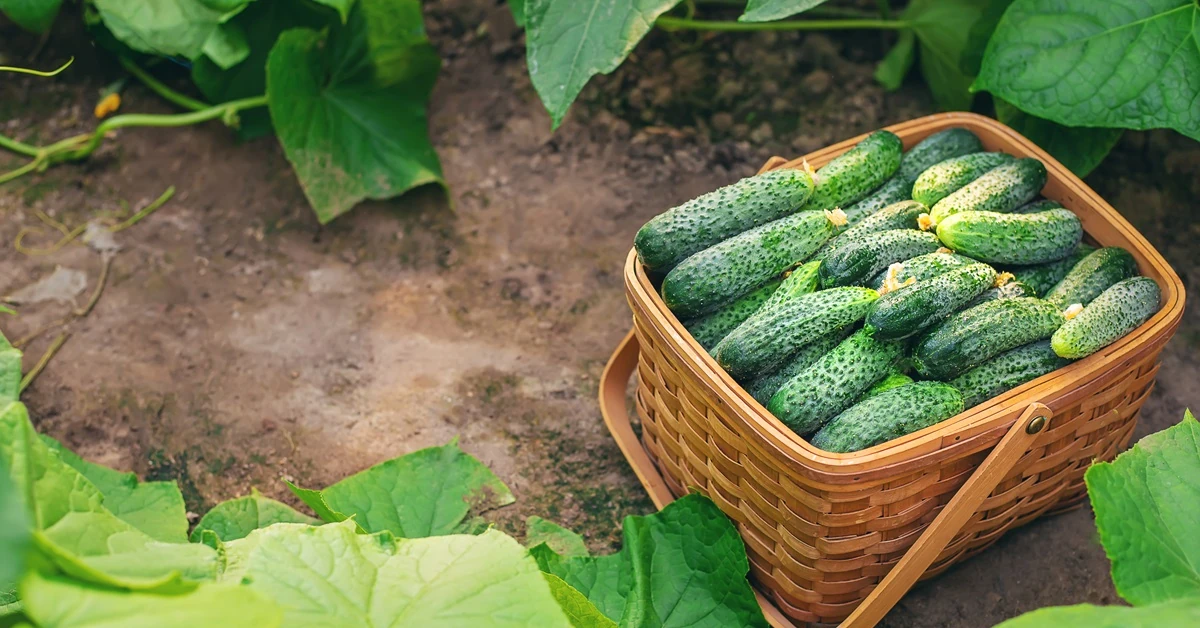 4 triki na obfite plony ogórków gruntowych. Każdy może je zastosować