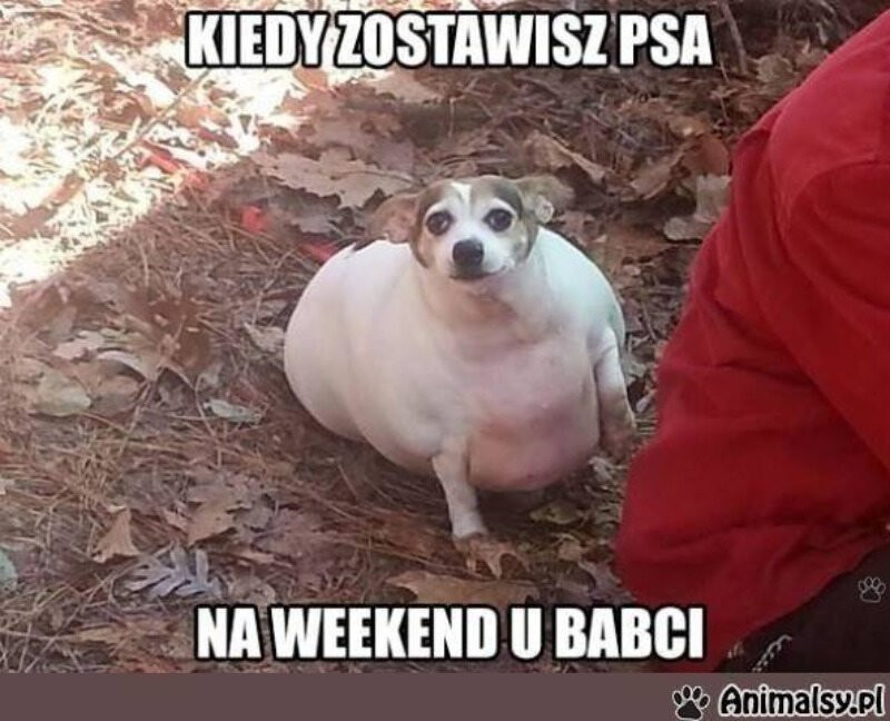 Najśmieszniejsze memy ze zwierzętami w roli głównej