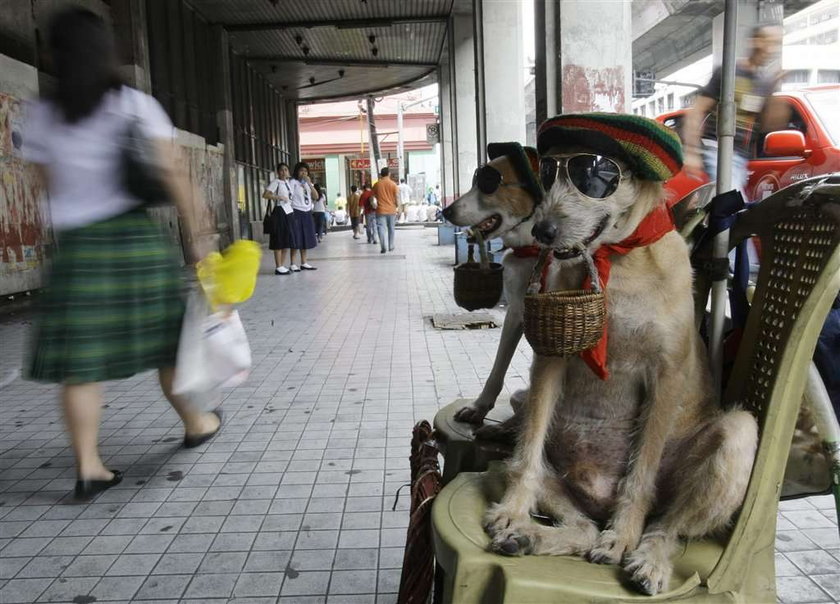 Psy żebrzą na Filipinach