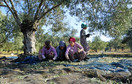 Zbiór oliwek - pracujące kobiety na plantacji Akkızhan Farm Gömeç