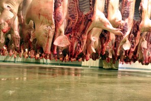 Record Number of 59 Million Pigs slaughtered