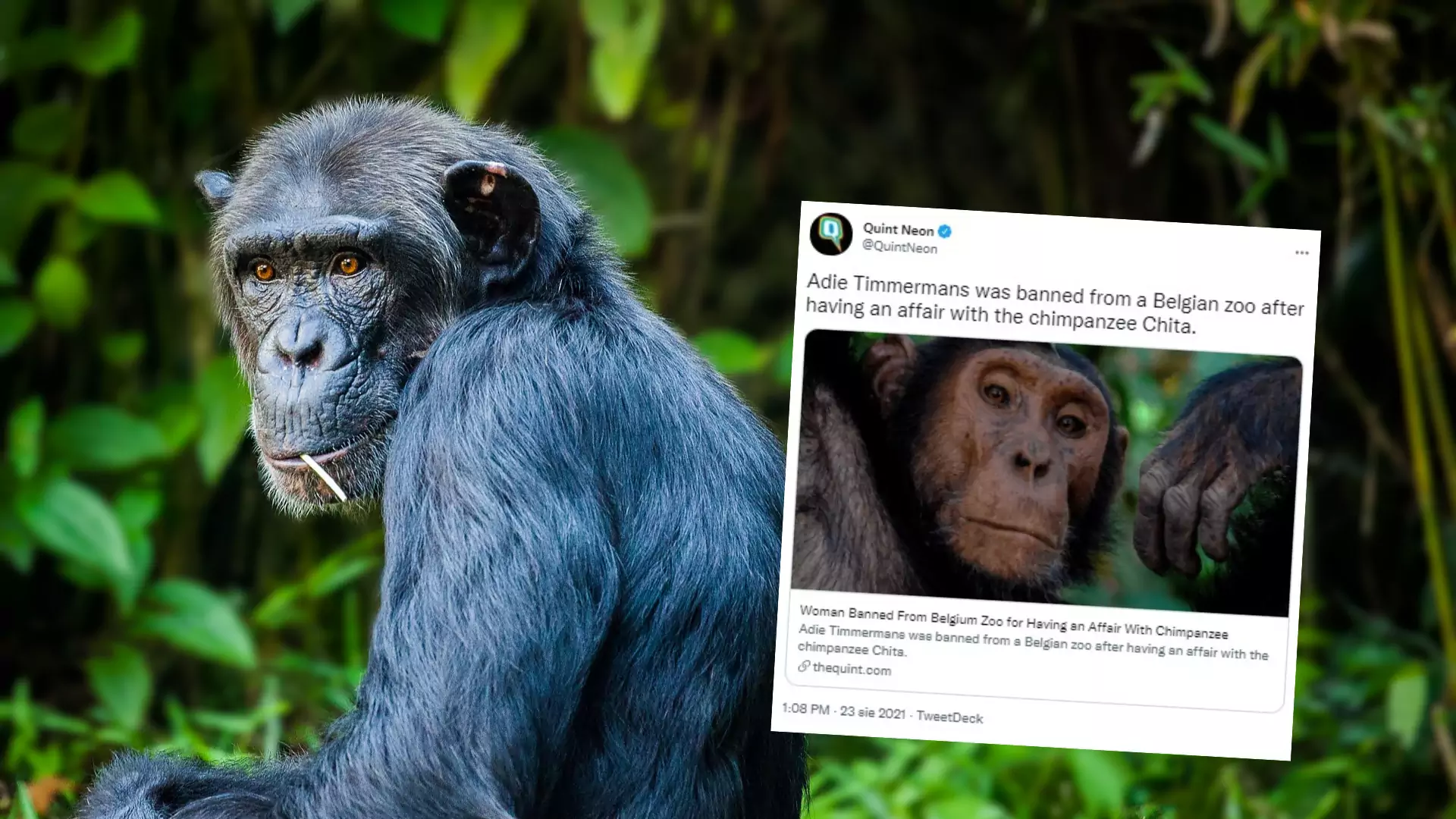Kobieta dostała zakaz odwiedzin w belgijskim zoo. Miała "romans" z szympansem