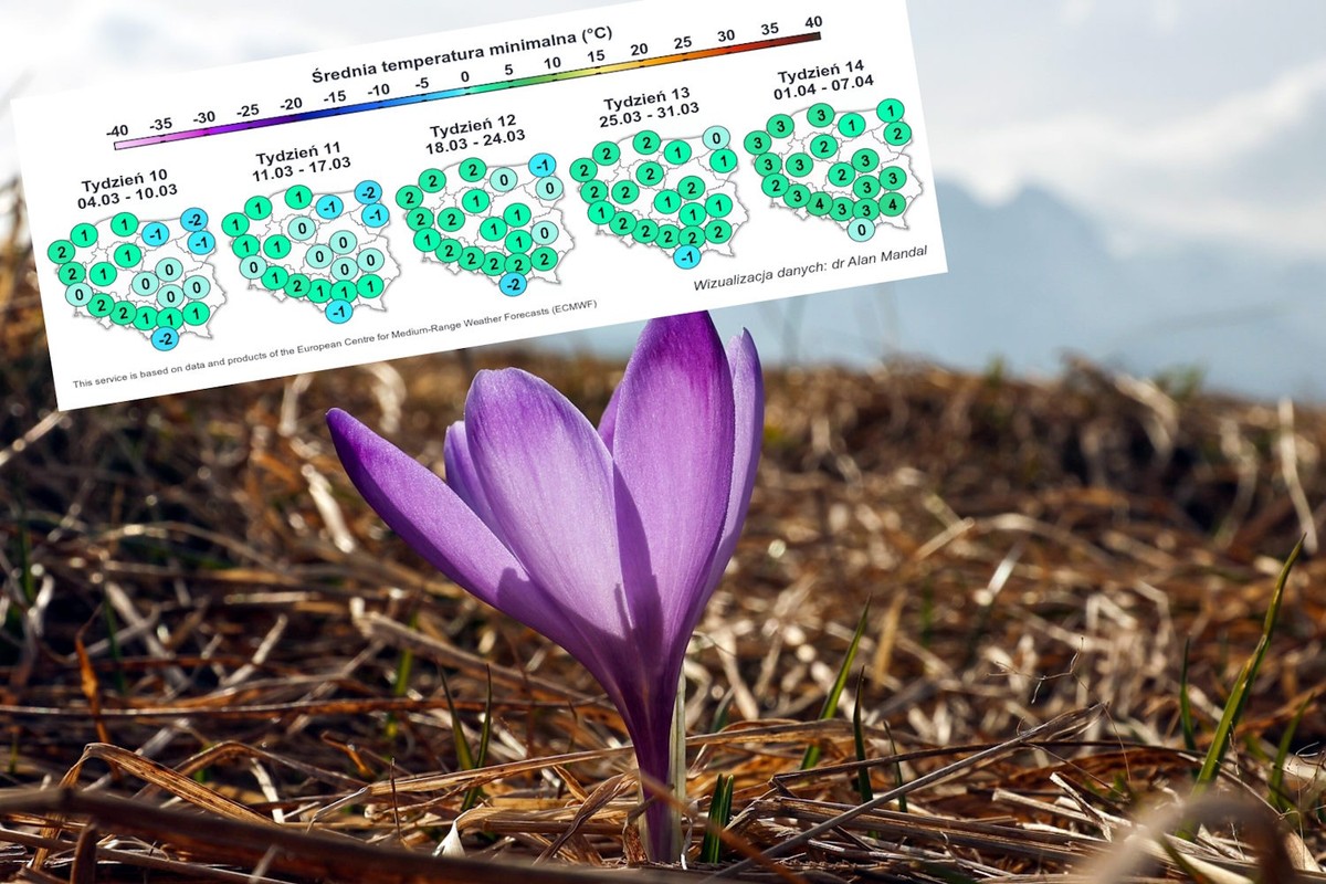 Krokusy na łące w Tatrach