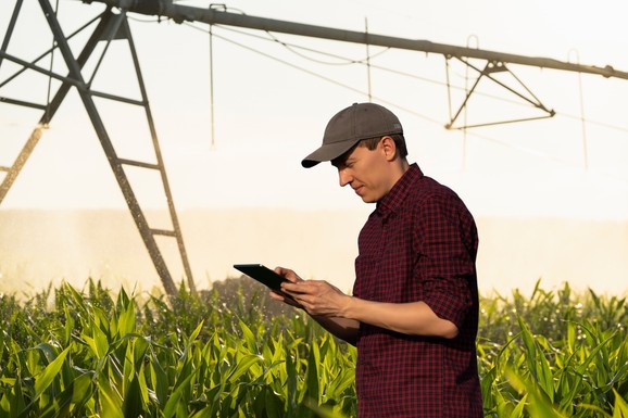 Ove biljke donose najbolji pasivan prihod uz minimalan trud: Jednom posađene, godinama rađaju
