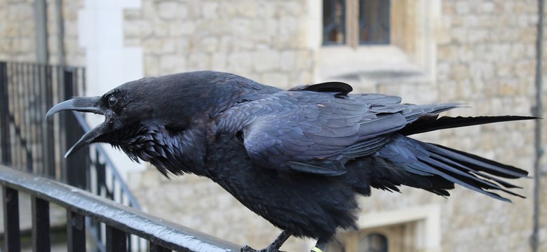 Znudzone kruki zaczynają opuszczać Tower of London. Powód? Brak turystów