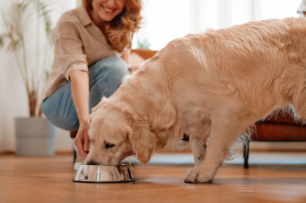 Czy pies może jeść kocią karmę?