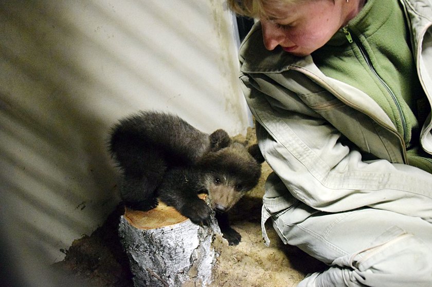 Mała niedźwiedzica Cisna powoli zadomawia się w zoo