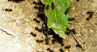 Skuteczny sposób na mrówki w ogrodzie. Pęcznieją i giną