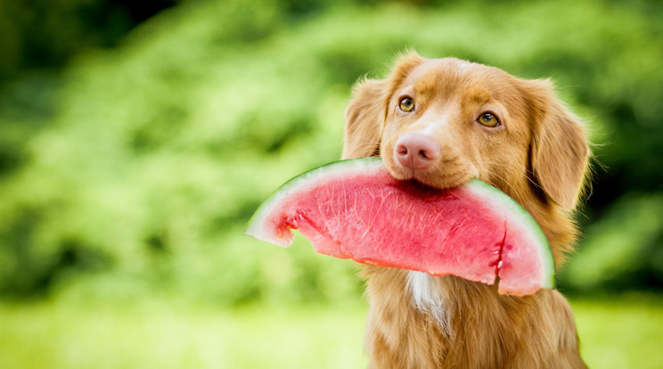 Vannak olyan nyári gyümölcsök, amelyek megbetegítik a kutyák / Fotó: Shutterstock