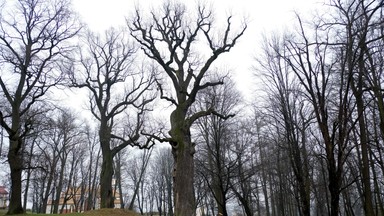 Niezwykła historia Dębu Józef z Wiśniowej. Dał schronienie Żydom podczas II wojny światowej